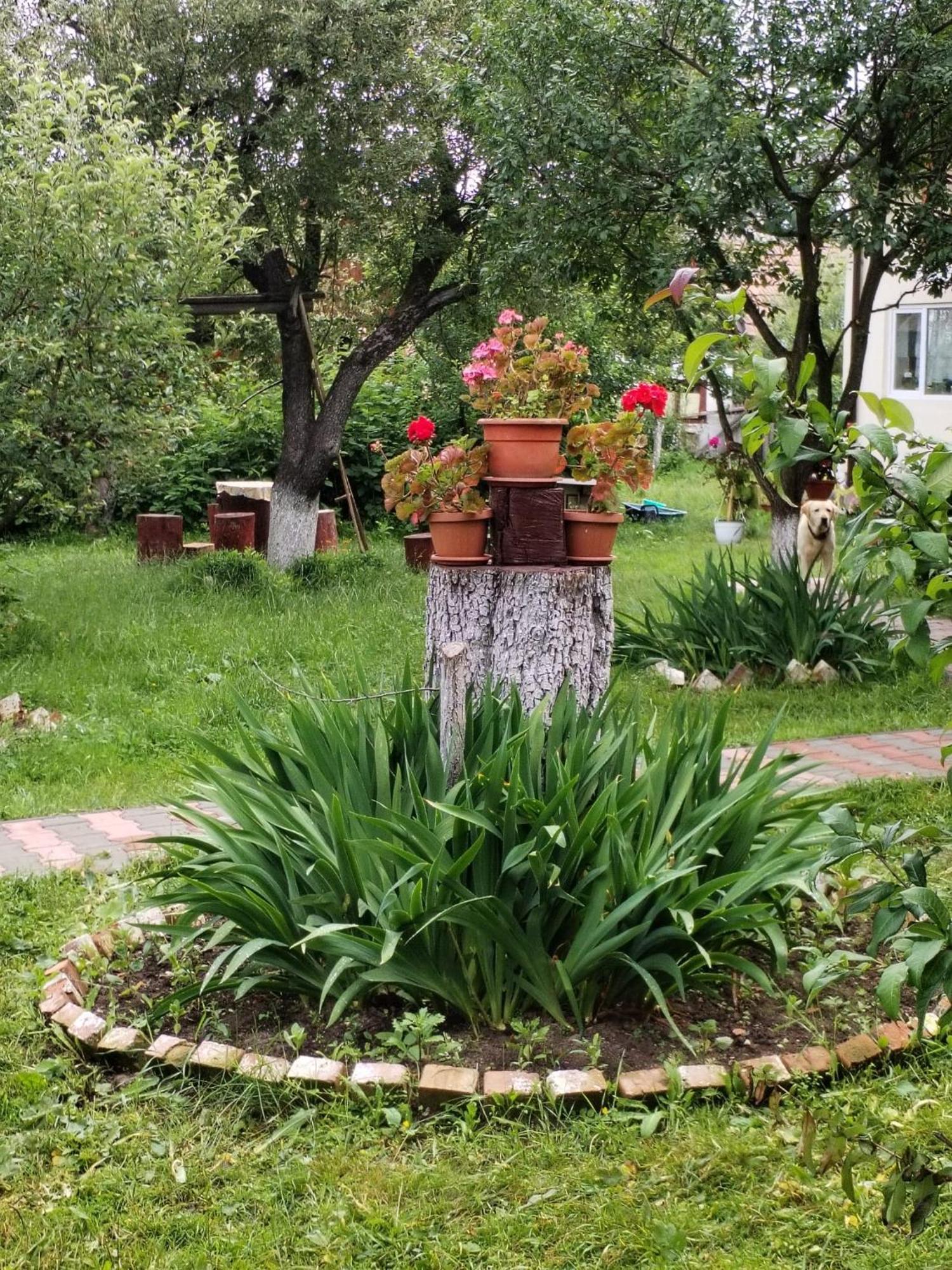 Casa traditionala Subcetate Subcetate  Esterno foto