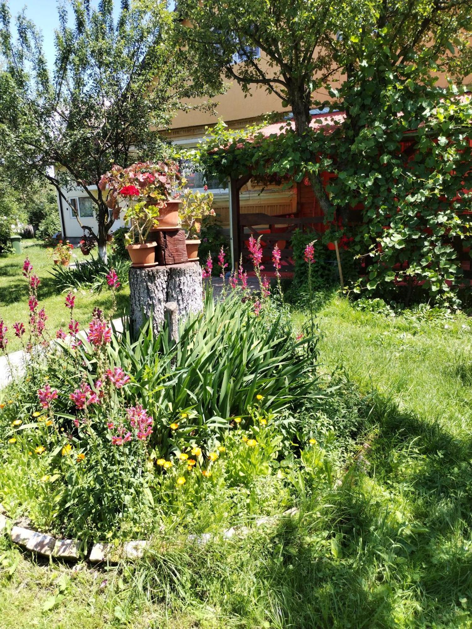 Casa traditionala Subcetate Subcetate  Esterno foto
